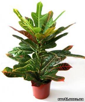 megölte croton