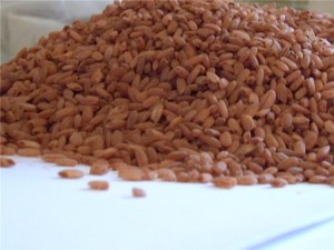 Utilizarea și rău de rubin de orez, prodpolza