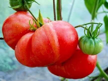 Soiuri de salată de tomate