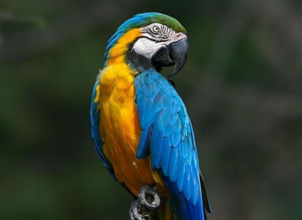 Papagalii fotografii și imagini, sfaturi despre îngrijire