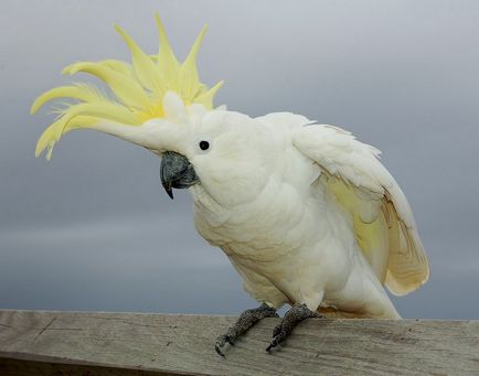Papagali fotografii frumoase