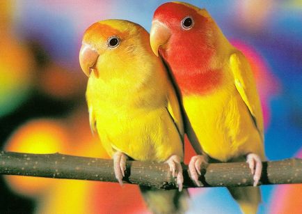 Папуги красиві фото
