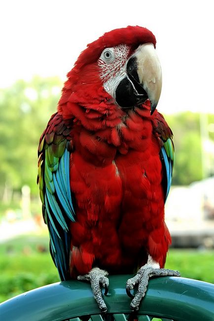 Папуги красиві фото