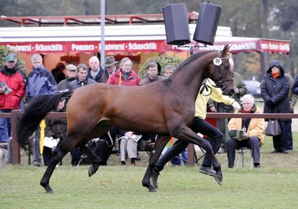 Rasă Hanover - despre cai, călare
