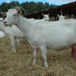 Rasele și tipurile de capre sunt produse lactate, carne, pene și galeză