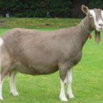 Rasele și tipurile de capre sunt produse lactate, carne, pene și galeză