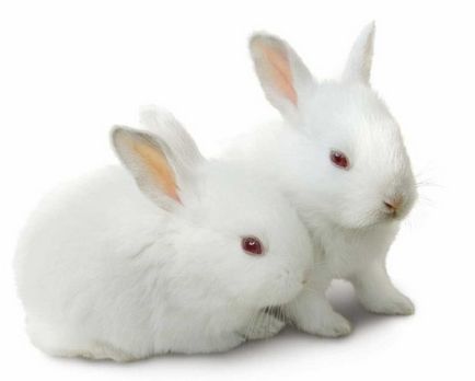 Породи карликових кроликів