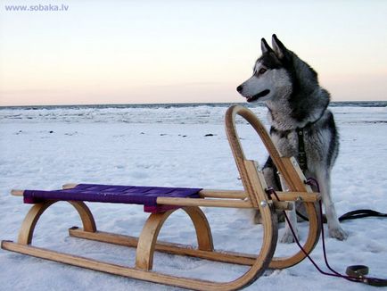 Rase de caini, Husky siberiana, origine si istorie a rasei