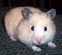 Rase de hamsteri, animalele mele