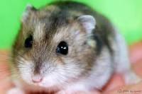 Rase de hamsteri, animalele mele