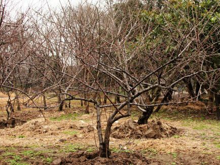 Plantarea cireșelor, varietățile populare, speciile și îngrijirea culturii după plantare