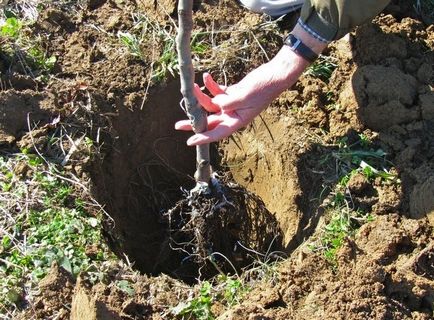 Посадка вишні особливості, популярні сорти, види і догляд за культурою після висадки