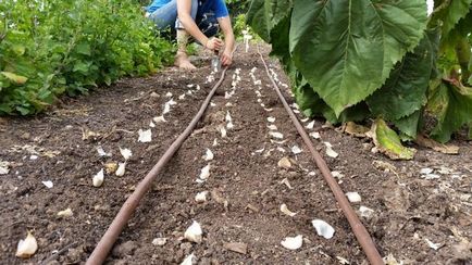 Ültetés tavaszi fokhagymát tavasszal a talaj-előkészítés és szegfűszeg, öntözés szabályokat, műtrágyázás és műtrágyák