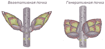 Практична робота «будова нирок, розташування їх на стеблі»