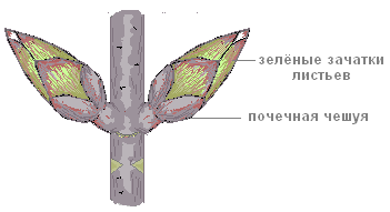 Lucrarea practică 