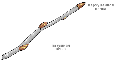 Практична робота «будова нирок, розташування їх на стеблі»