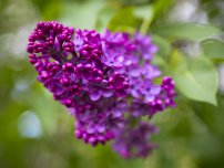 Regulile de îngrijire pentru mini-dahlias, flori în grădină (gospodărie)