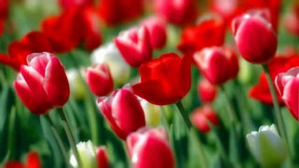 Ellátása tekintetében sok-tulipán, izzó, a kert - kerti csapat