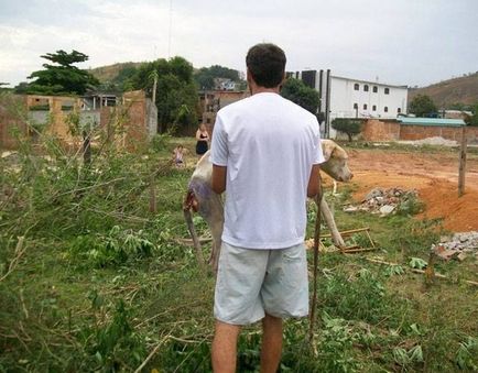 Színeváltozása pit bull, ami nem hagyja közömbösen - mentőkutya története