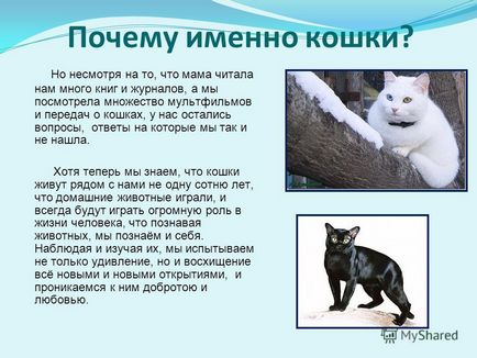 Презентація на тему чому у кішки світяться очі
