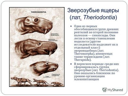 Презентація на тему походження ссавців