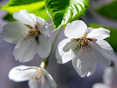 Aplicarea semințelor ecologice, blog despre floră