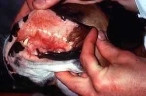 Ознаки отруєння у собак що робити, якщо тварина отруїлася і як лікувати в домашніх умовах