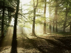 Profesionist dendrologist forestier