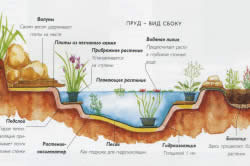 Ставок з водоспадом своїми руками рекомендації