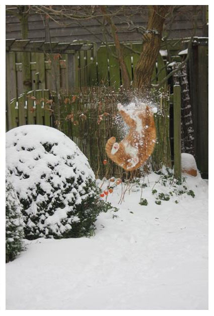 A telitalálat a hóban macska fejét