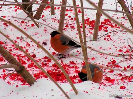 Păsări în timpul iernii în orașe