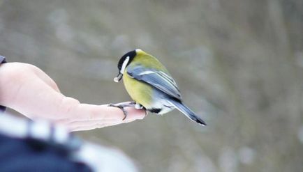 Păsări în timpul iernii în orașe