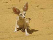 Desert Fox Fenech mint túléli homok Fenech (Fenech) Desert Fox Fenech, mint Fenech túléli a sivatagban