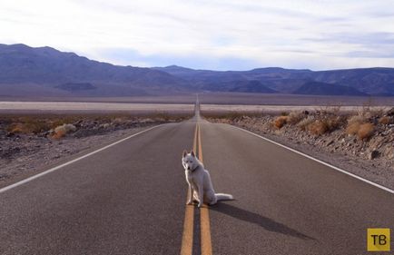 Călătorul cu un câine din SUA (31 fotografii)