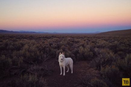 Călătorul cu un câine din SUA (31 fotografii)