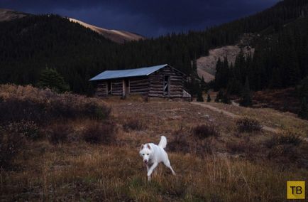 Călătorul cu un câine din SUA (31 fotografii)