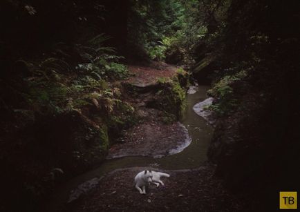 Călătorul cu un câine din SUA (31 fotografii)