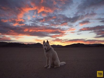 Мандрівник з собакою з сша (31 фото)