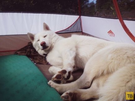 Călătorul cu un câine din SUA (31 fotografii)