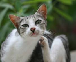 Descrierea de ragamuffin a rasei de pisici, natura, recenzii (cu fotografie si video)