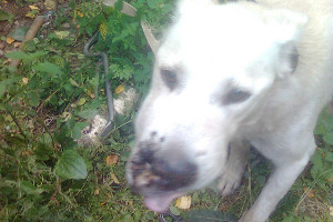 Împușcă câini în unitatea militară din Toksovo