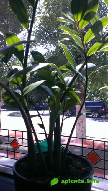 Plant zamiokulkas - palmier smarald