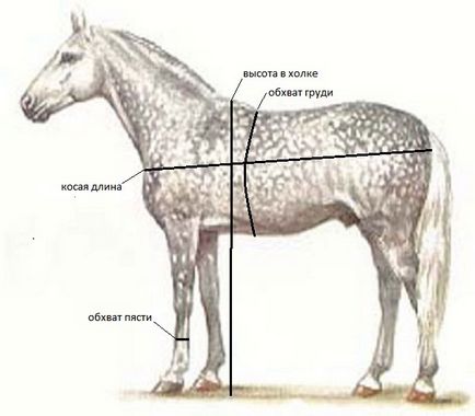 Розміри найдовшою коні сьогодні високою, в історії, породи, довжина