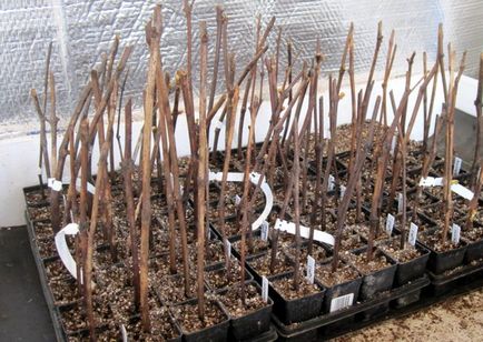 Reproducerea strugurilor prin butași - cum se pregătesc chiboukii pentru plantare în primăvară