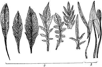 Varietate de frunze și frunze - stadopedia