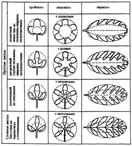 Varietate de frunze și frunze - stadopedia