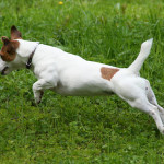 Câinii reacționează la condițiile meteorologice și, dacă da, cum, pepinieră de câini este un labrador