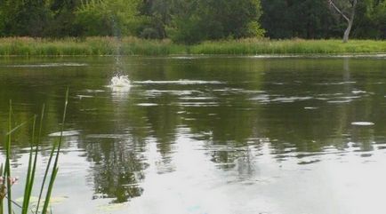 River feeder - cum să reușești