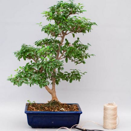 Recomandări pentru îngrijirea camerei bonsai - ligustrum (ligustrum)