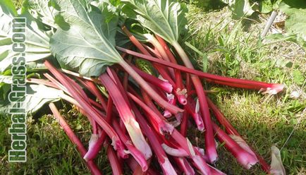 Medicinal rebar - proprietăți, preparate din rădăcină de rhubarb